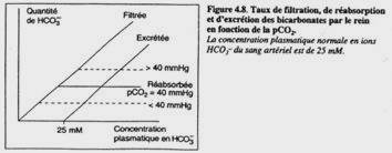 Taux de filtration, de réabsorbtion et d'excrétion des bicarbonates par le rein en fonction de la pCO2