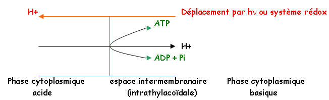 Complexe ATP synthase