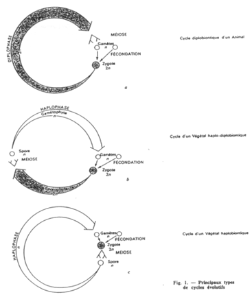 Cycles haplobiontiques, diplobiontiques et haplodiplobiontiques
