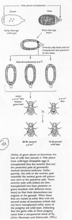 Reproduction de la drosophile