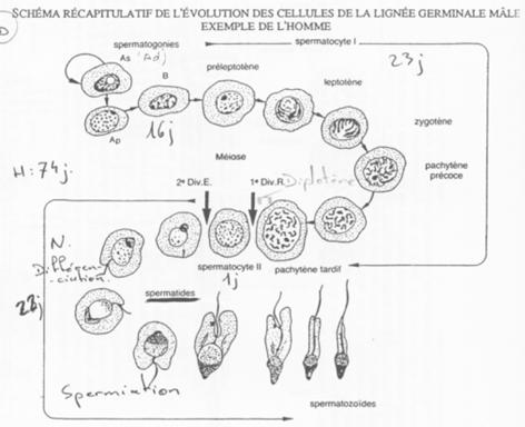 Evolution des cellules germinales mâles chez l'homme