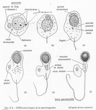 Formation des spermatozoïdes, succession des étapes