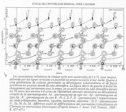 Cycle de l'épithélium séminal chez l'homme