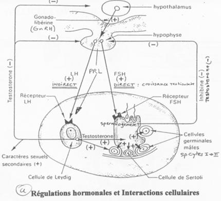 régulation hormonale et interactions cellulaires