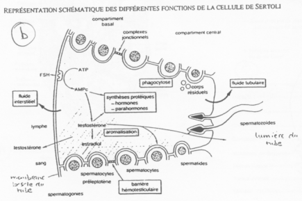 Représentation schématique des différentes fonctions de la cellule de Sertoli