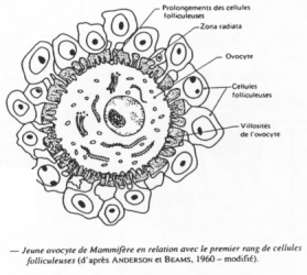 Jeune ovocyte de mammifère en relation avec le premier rang de cellules folliculaires