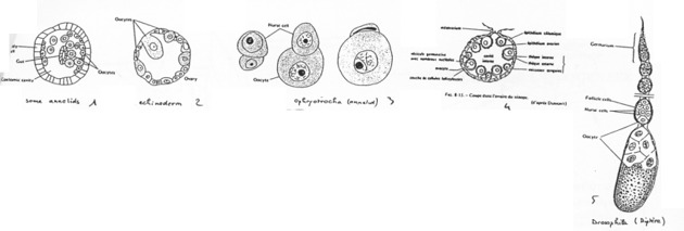 Cellules accompagnant l'ovocyte et évolutions
