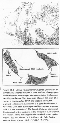 ARN ribosomial et activité