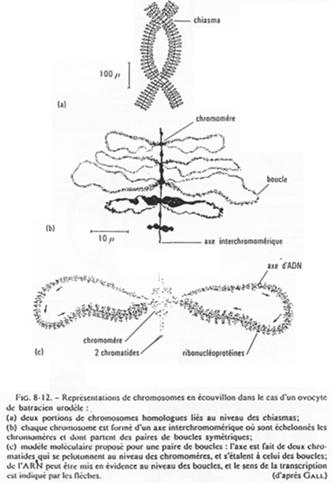 Représentations de chromosomes en écouvillons dans le cas d'un ovocyte de batracien urodèle