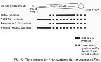 Time courses for RNA synthesis during oogenesis