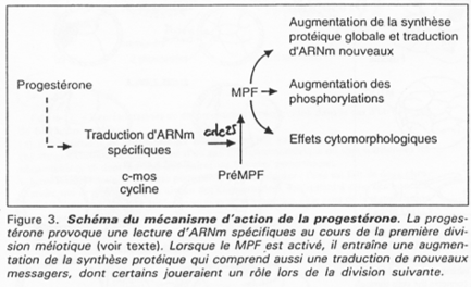 Mécanisme d'action de la progestérone