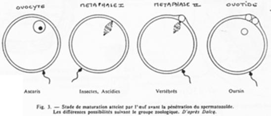 Stades de maturation atteint par l'oeuf avant la pénétration du spermatozoïde