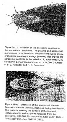 Acrosome et fécondation