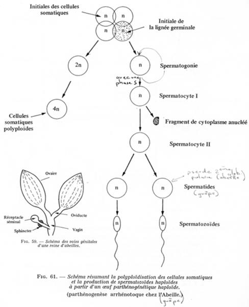 Schéma résumant la polyploïdisation des cellules somatiques (abeille / guêpe)