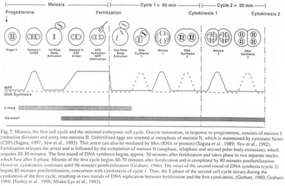Cycle de la parthénogenèse cyclique