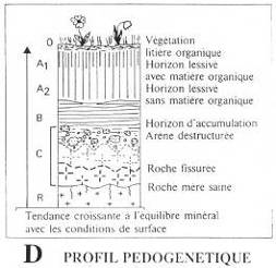 Profil pédogénétique