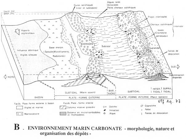 Environnement marin carbonaté - Morphologie, nature et organisation des dépôts - 