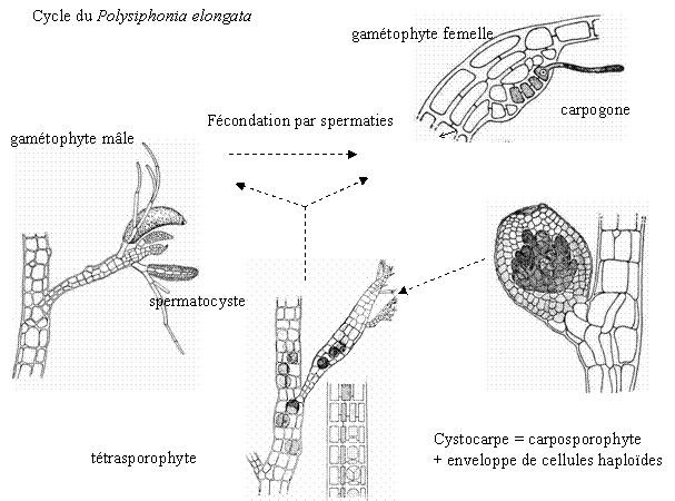 Cycle de Polysiphonia elongata