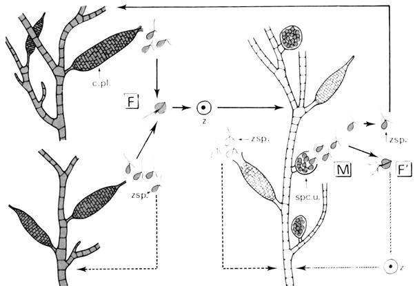 Cycle d'Ectocarpus siliculosus