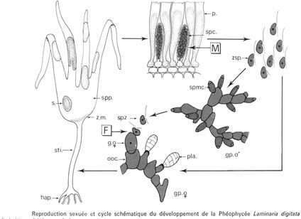 Reproduction sexuée et cycle schématique du développement de Laminaria digitata