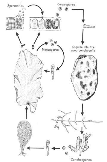 Cycle de Pophyra umbilicalis