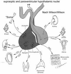 Endocrino - Hypophyse, anatomie