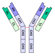 Exemple d'un anticorps