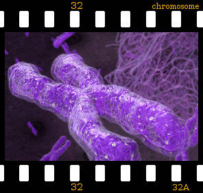 Illustration d'un chromosome