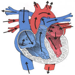 Schéma représentant le coeur et ses 4 cavités