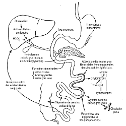 Fonction digestive, schéma