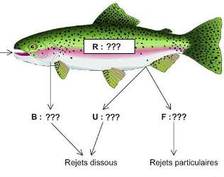 Exemple de l'osmorégulation chez la truite