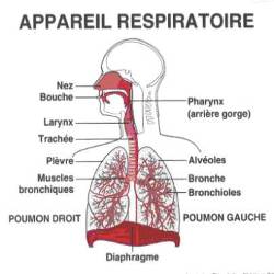 appareil respiratoire