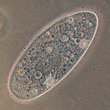 Protozoon paraziták de l homme - Megszabadítsa a paraziták testét