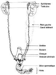 Appareil urogénital mâle