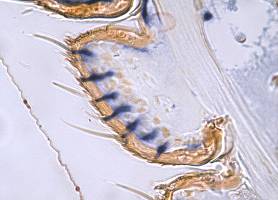 l12-biomol-2-1-hybridation