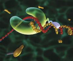 l12-biomol-2-3_DNAPolymerase