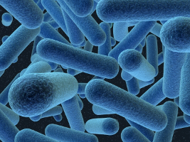 illustration de bactéries en couleur bleue (coloration purement esthétique)