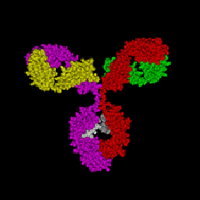 l12-immunologie-chap4-anticorps