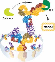 l12-immunologie-chap5