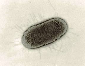 Escherichia coli