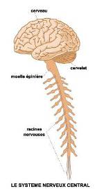 l12-physioanimale-chap2a-snc