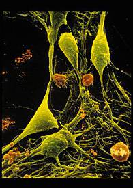 l12-physioanimale-chap2b-sna-snv