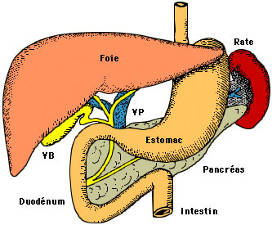 l12-physioanimale-chap3-digestion