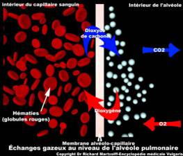 l12-physioanimale-chap5b-echnagesgazeux