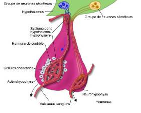 l12-physioanimale-td1_pb-hypothalamohypophysaire