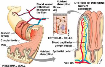 l12-physioanimale-td2-absorptiondigestive