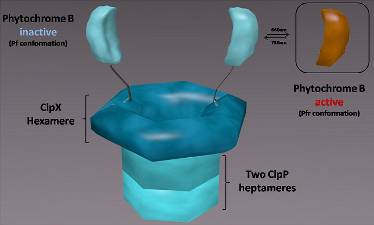 l12-physiovegetale-partie2-chap2_MediateurMoleculaire