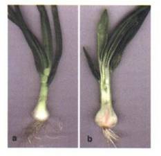 l12-physiovegetale-partie2-chap4_Organogenese