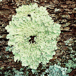 Exemple d'un lichen