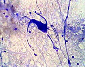 Illustration d'un neurone en microscopie